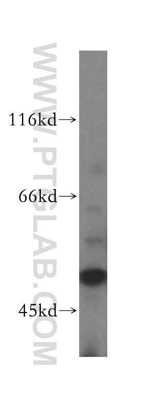 10773-1-AP;K-562 cells