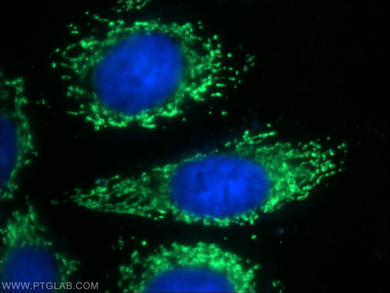 12568-1-AP;HeLa cells