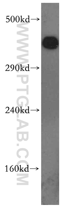 19983-1-AP;HeLa cell