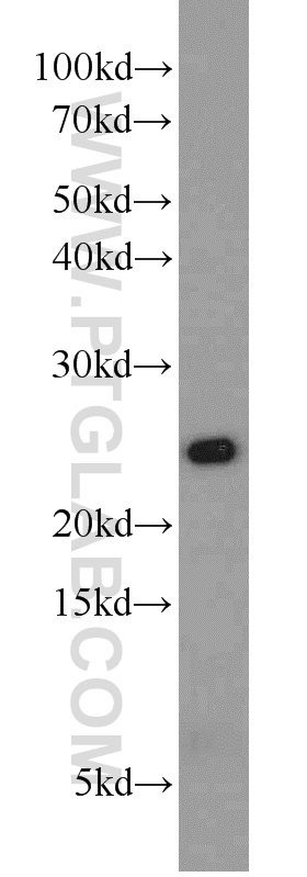 15154-1-AP;Jurkat cells