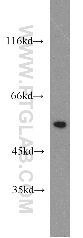 55186-1-AP;mouse heart tissue