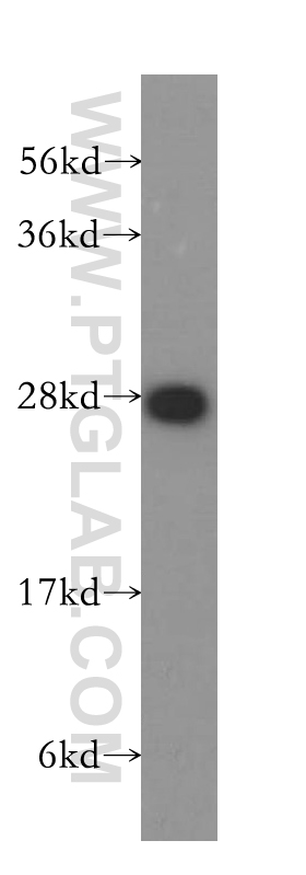 10754-2-AP;HeLa cells