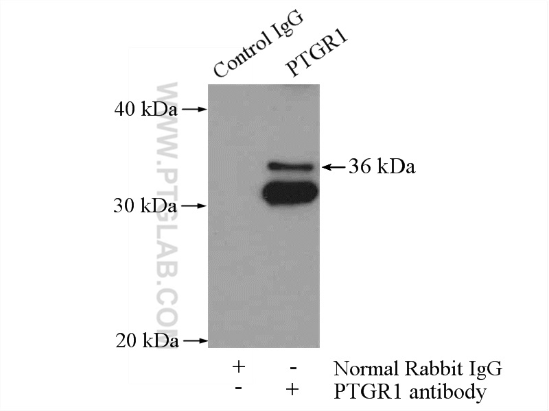 13374-1-AP;HepG2 cells