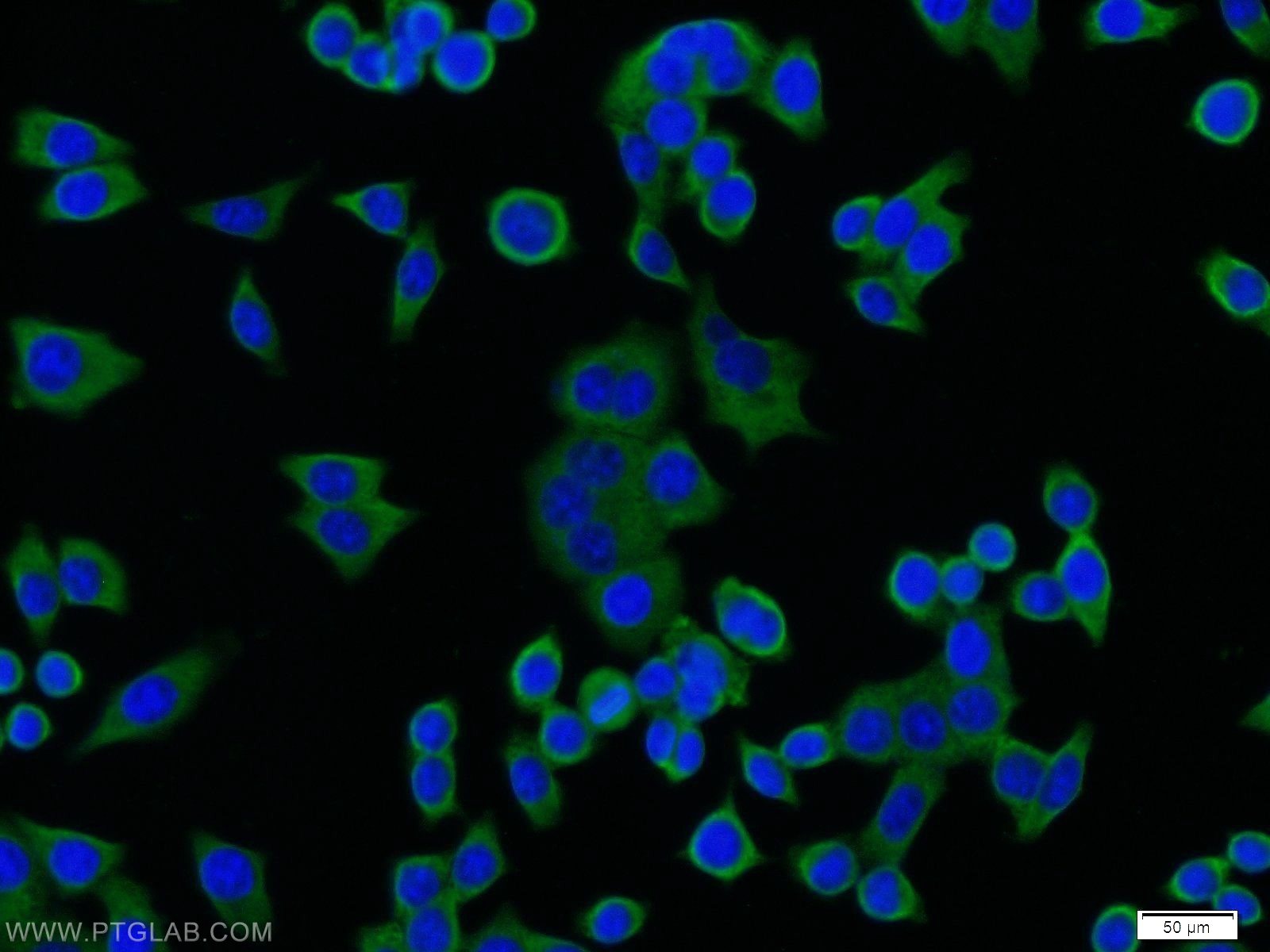 11334-1-AP;BxPC-3 cells