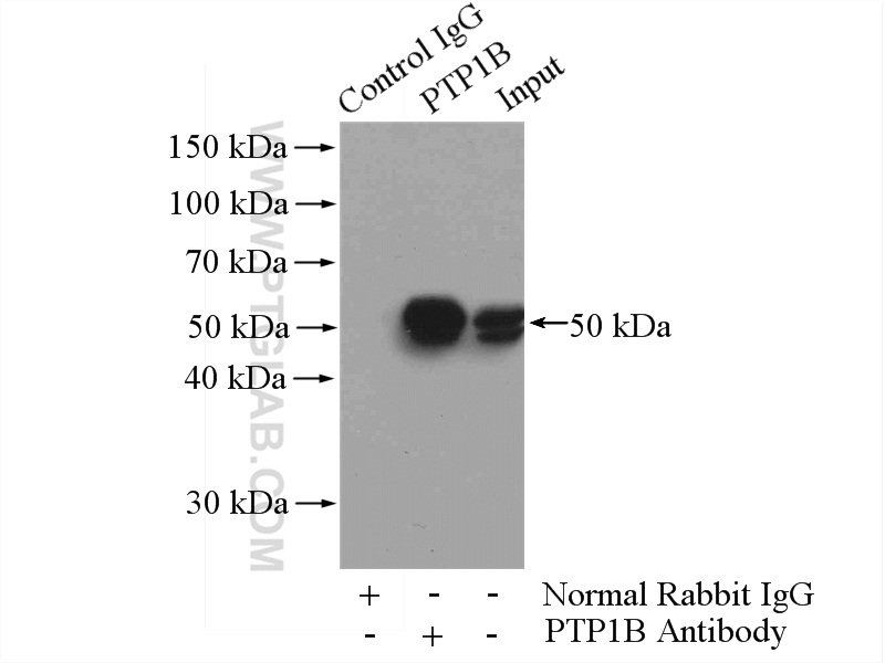 11334-1-AP;A431 cells