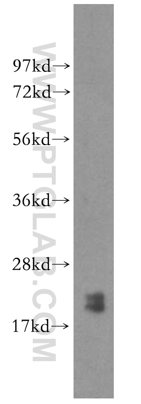 51006-2-AP;HEK-293 cell