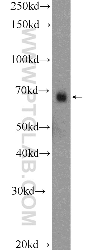 22172-1-AP;RAW 264.7 cells