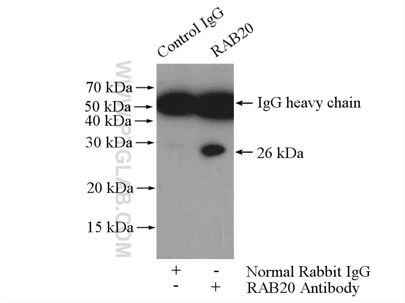 11616-1-AP;SW 1990 cells