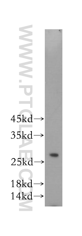 17817-1-AP;HL-60 cell