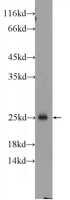 13412-1-AP;rat spleen tissue