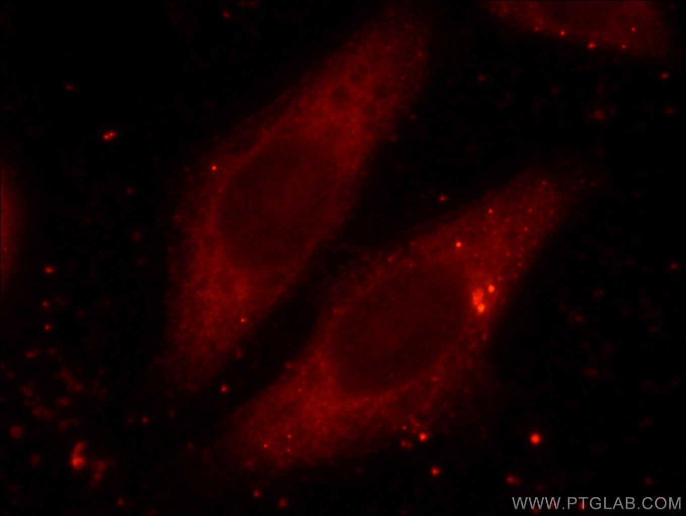 16865-1-AP;HeLa cells