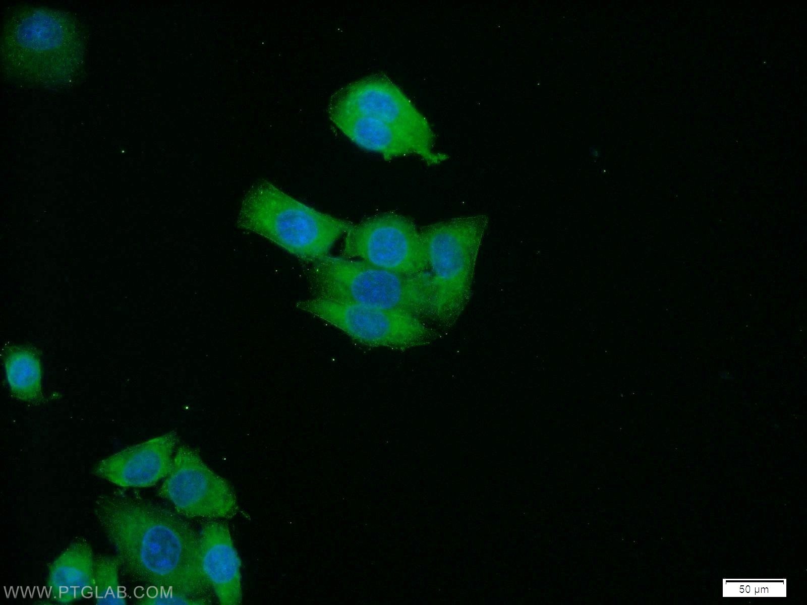 15774-1-AP;HeLa cells