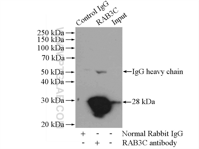 10788-1-AP;mouse brain tissue