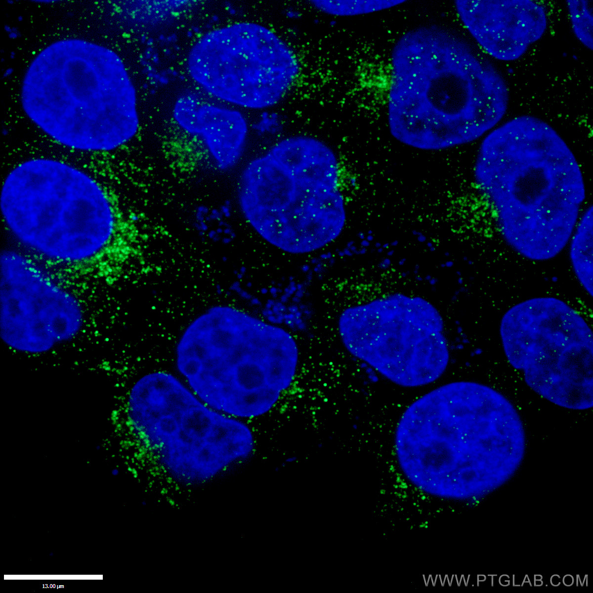 11420-1-AP;HepG2 cells