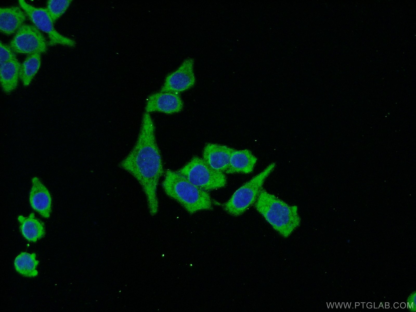 13739-1-AP;HeLa cells