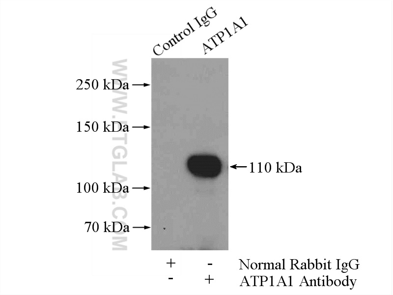 17507-1-AP;mouse testis tissue