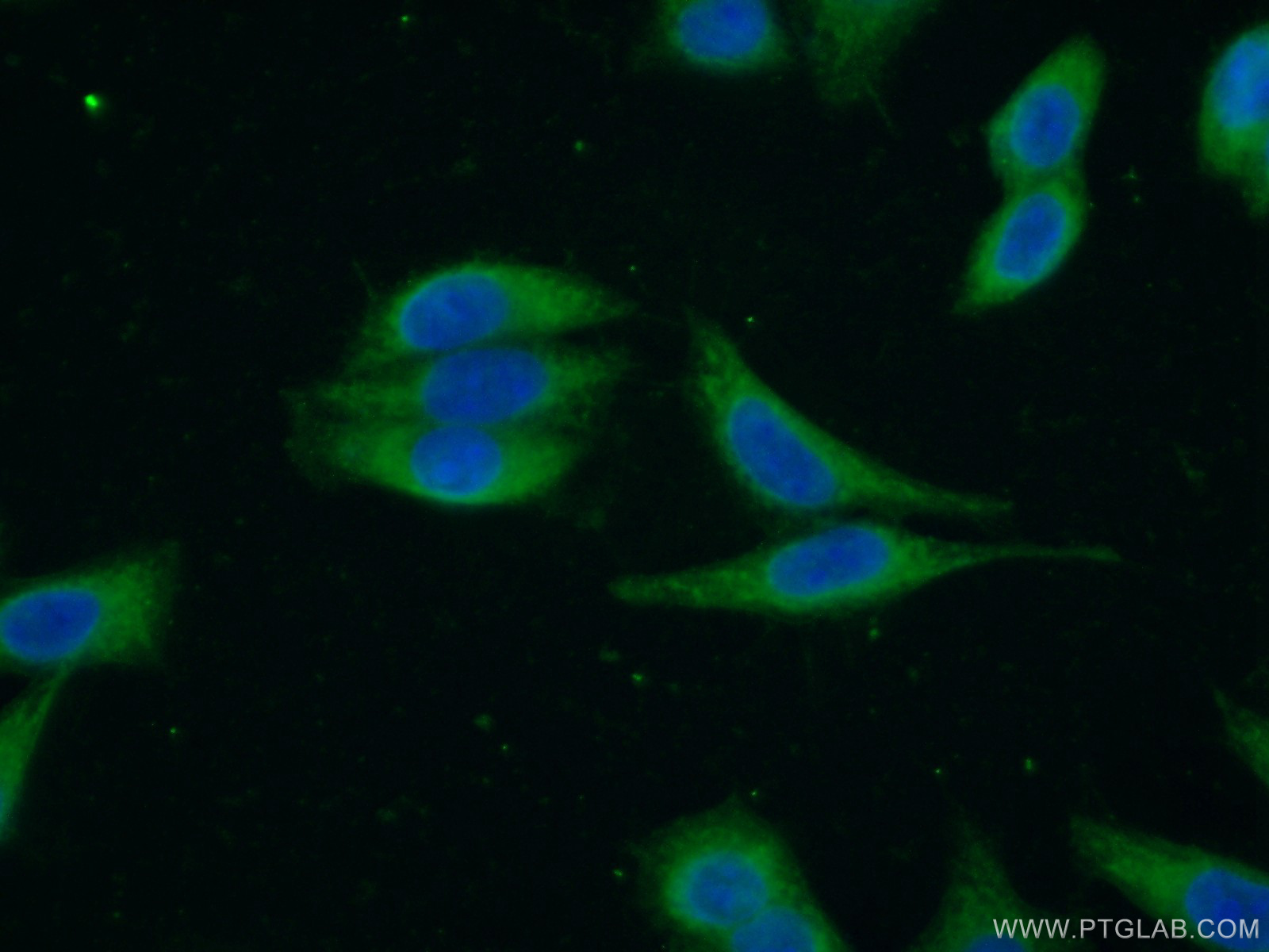 22140-1-AP;HeLa cells