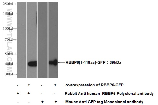 11882-1-AP;Transfected HEK-293 cells