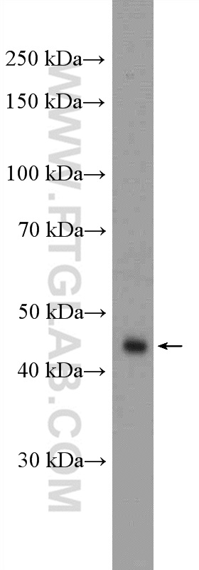 11061-2-AP;HeLa cells