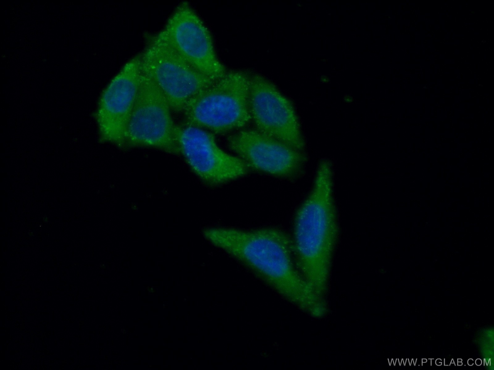 17994-1-AP;HepG2 cells