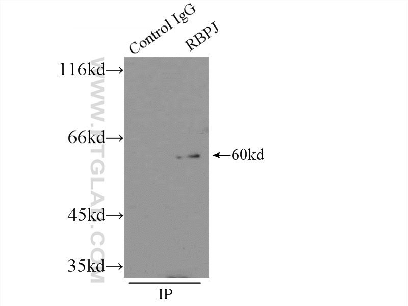 14613-1-AP;HEK-293 cells