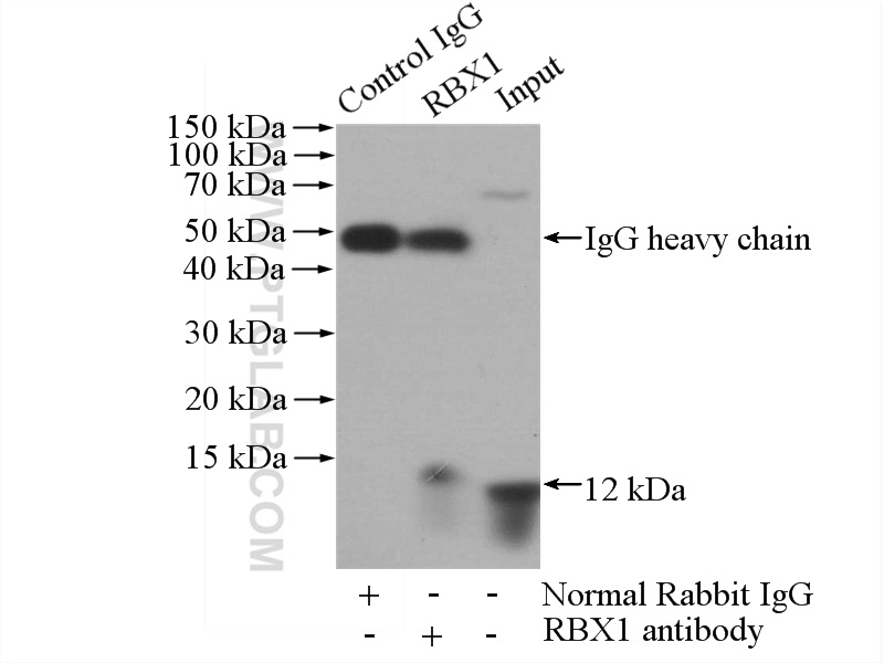 14895-1-AP;HeLa cells