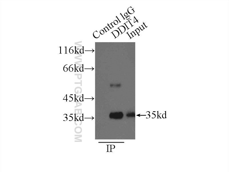 10638-1-AP;MCF-7 cells