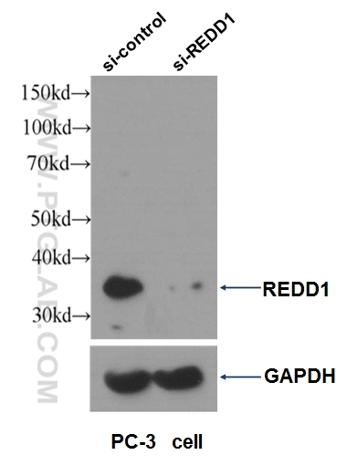 10638-1-AP;PC-3 cells