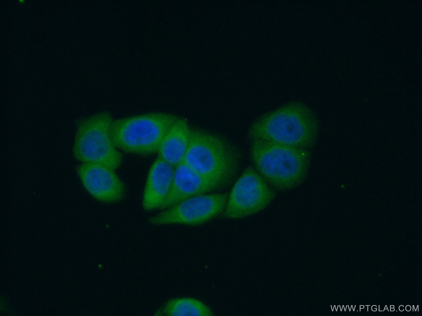 16388-1-AP;HeLa cells