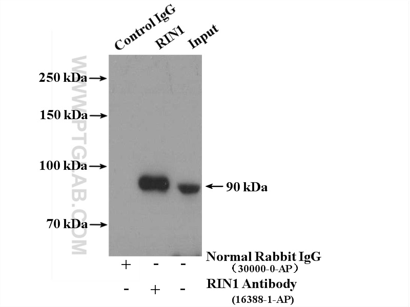 16388-1-AP;HeLa cells