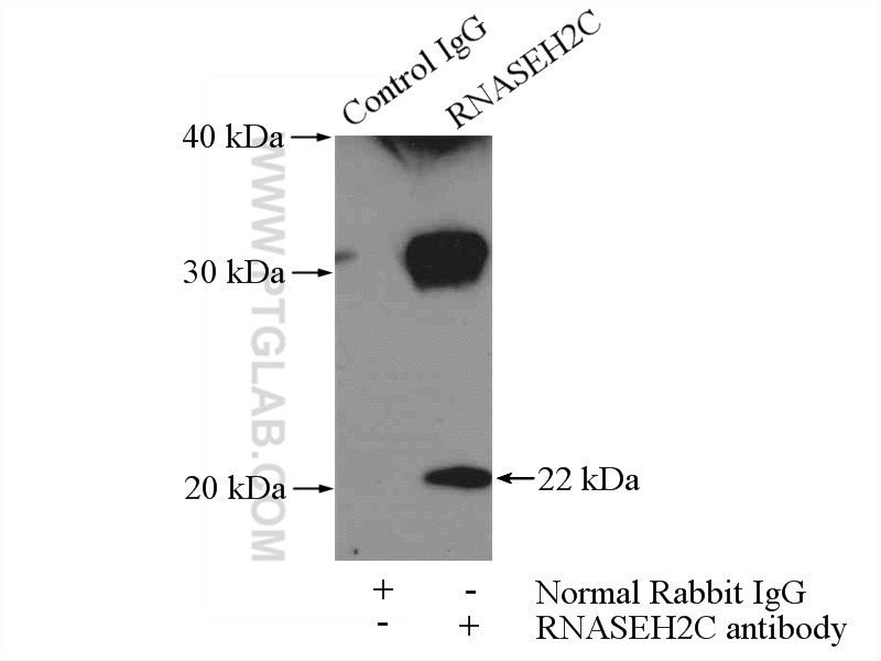 16518-1-AP;HEK-293 cells