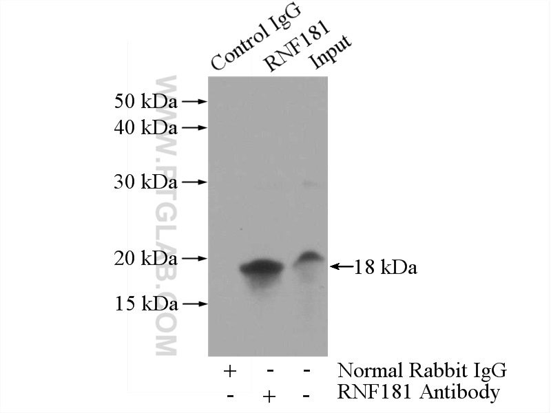 20408-1-AP;Jurkat cells