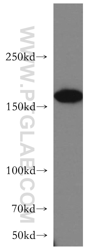 20248-1-AP;HeLa cells