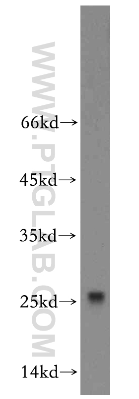 12565-1-AP;mouse testis tissue