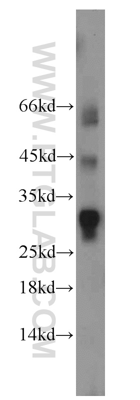 14633-1-AP;RAW264.7 cells