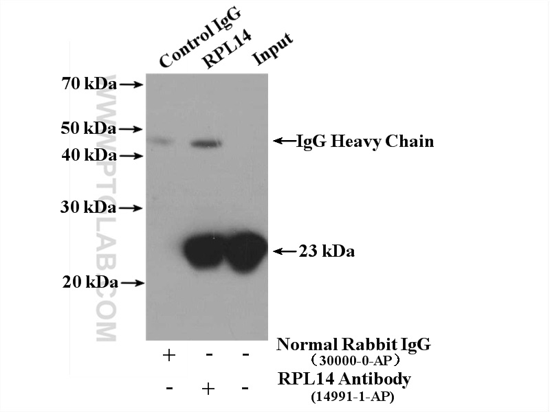 14991-1-AP;mouse liver tissue