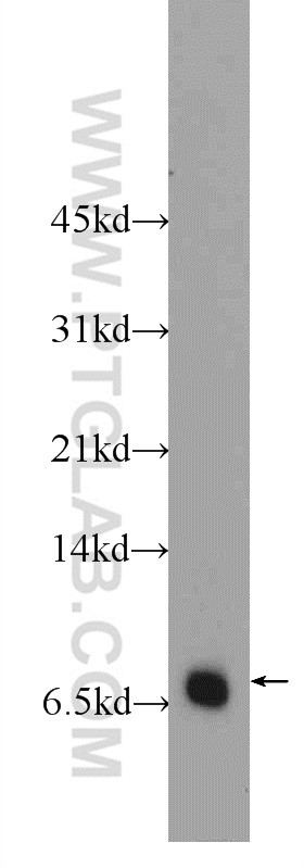 24940-1-AP;HL-60 cells