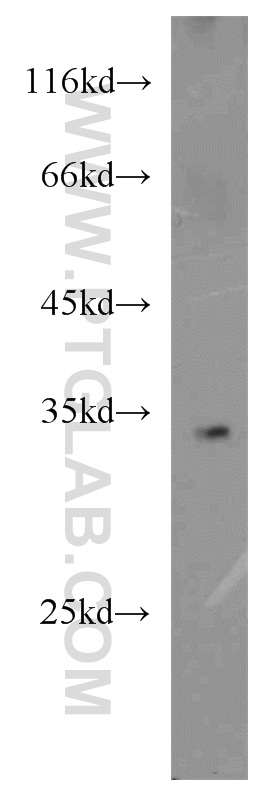 16981-1-AP;HepG2 cells