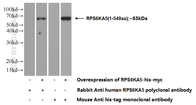 15977-1-AP;Transfected HEK-293 cells