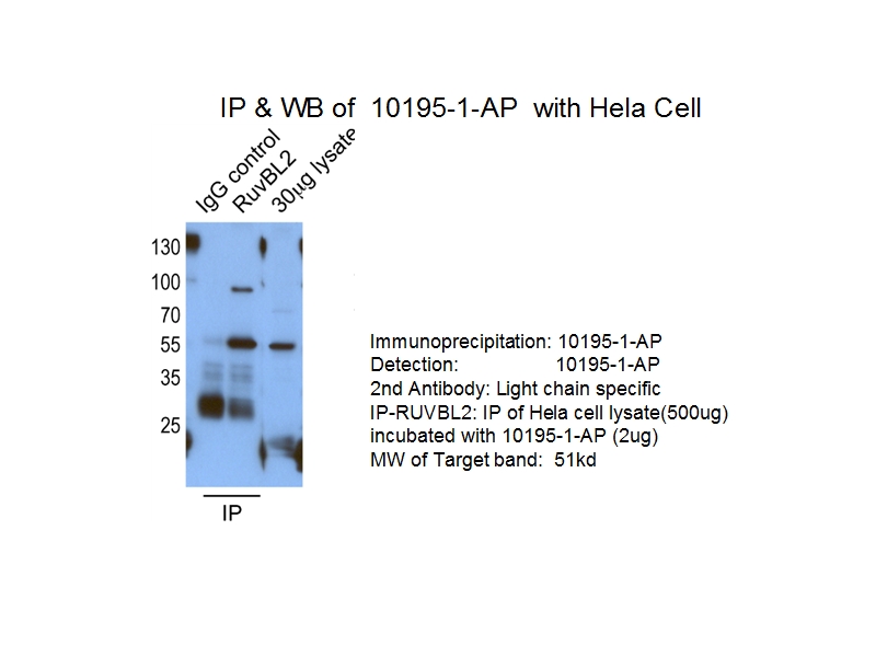 10195-1-AP;HeLa cells