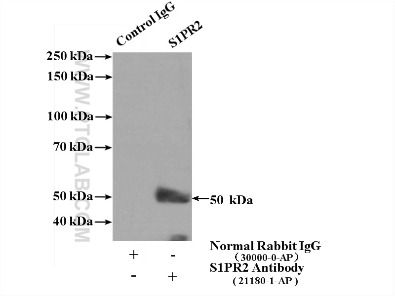 21180-1-AP;MCF-7 cells