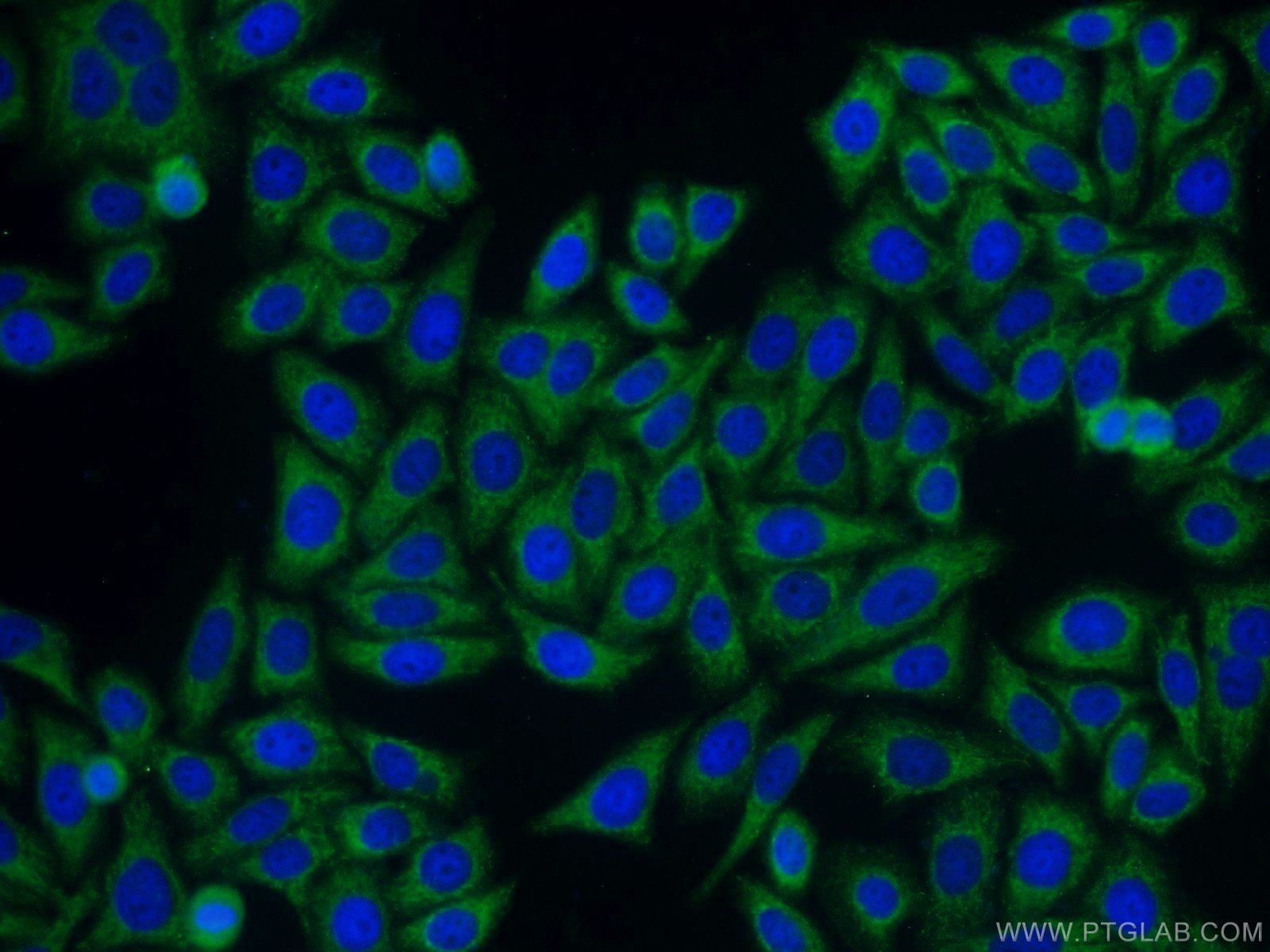 13063-1-AP;HepG2 cells