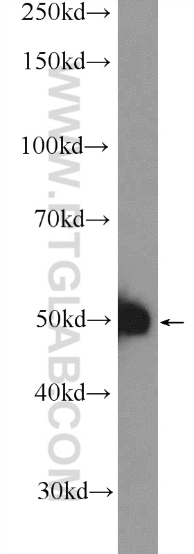 13063-1-AP;K-562 cells