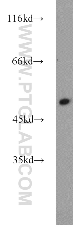 16382-1-AP;mouse kidney tissue