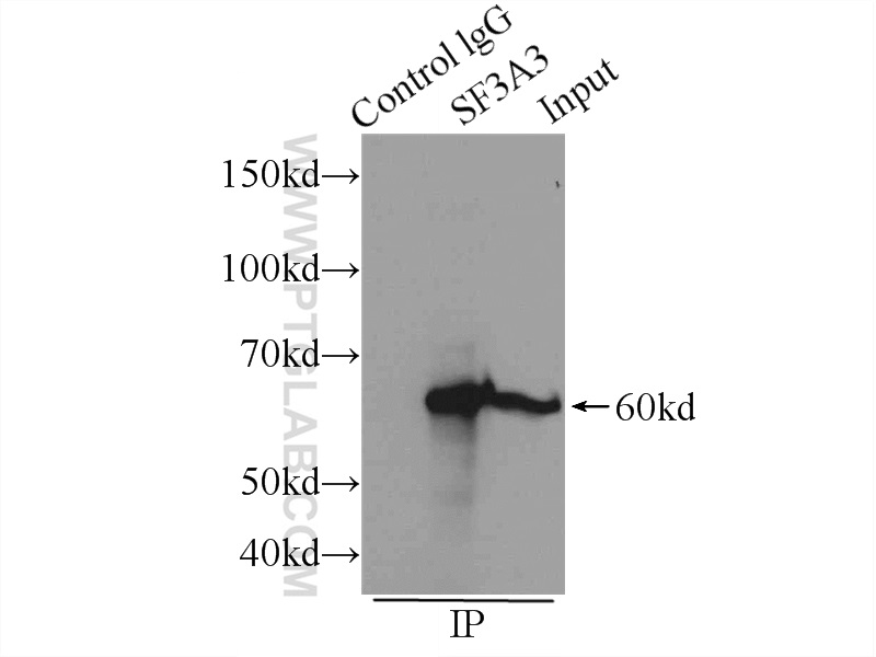 12070-1-AP;Raji cells