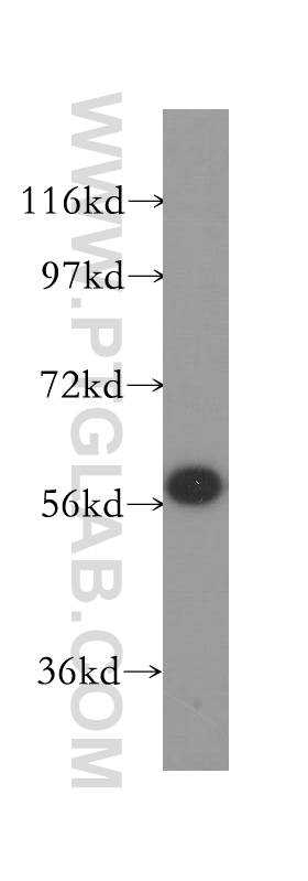 12070-1-AP;Raji cells