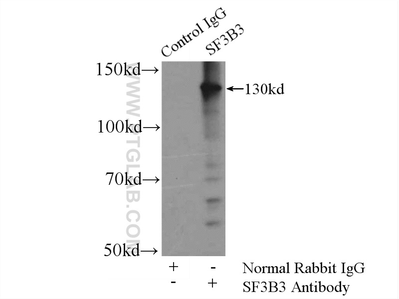 14577-1-AP;rat brain tissue