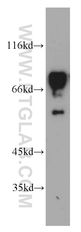 15614-1-AP;HEK-293 cells