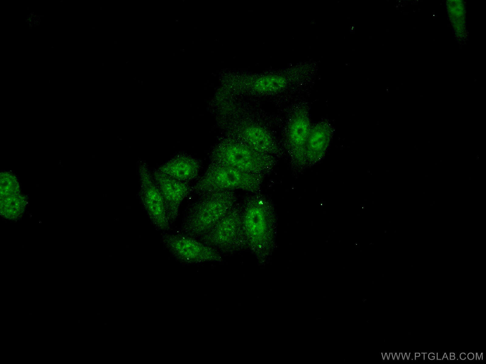 24705-1-AP;HeLa cells