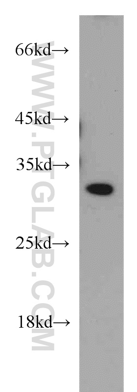 21672-1-AP;HepG2 cell